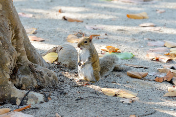 Grauhörnchen in Südflorida
