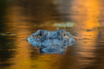 Fototapeta premium Large American alligator in The water