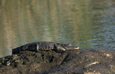 American alligator warming on rock