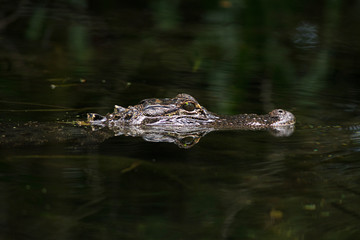 American alligator in The water
