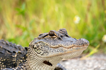 Young American alligator