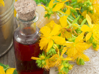 St John's wort oil, healing plant