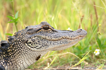 Young American alligator