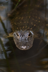 Fototapeta premium American alligator in The water