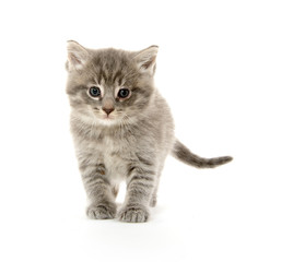 Cute tabby kitten