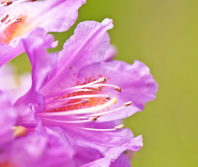 Fototapeta na wymiar blooming purple rhododendron