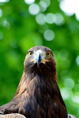 Seeadler