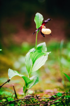 Golden Lady Slipper Orchid