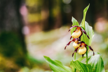 Golden Lady Slipper Orchid