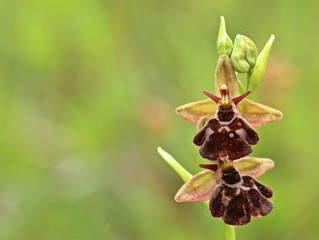 Ophrys holoserica X Ophrys insectifera


