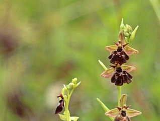 Ophrys holoserica X Ophrys insectifera


