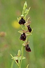 Ophrys holoserica X Ophrys insectifera

