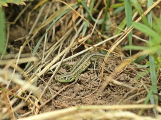 Junge  männliche Zauneidechse (Lacerta agilis) 