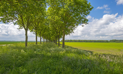 Fototapeta na wymiar Row of trees along a field in spring