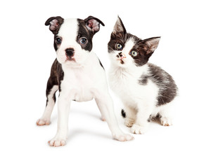 Black and White Puppy and Kitten Together