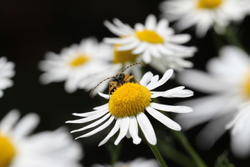 Leptura / Käfer, der auf einer Blume sitzt.