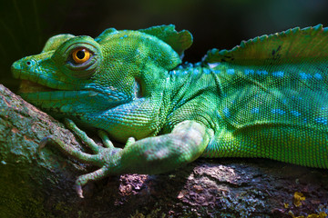 Plumed basilisk (Basiliscus plumifrons)