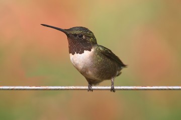Ruby-throated Hummingbird (archilochus colubris)