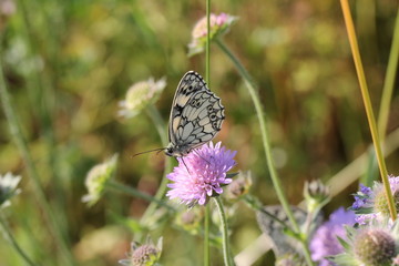 Ein Schmetterling sitzt auf der Blume