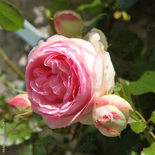 my favorite flower rose essay The flower is god’s finest workmanship in the world essay on flower article shared by in india we see the flowers like lily, lotus, rose, marigold. my favorite flower rose essay The flower is god’s finest workmanship in the world essay on flower article shared by in india we see the flowers like lily, lotus, rose, marigold.