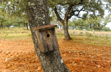 Caja nido de madera, bosque mediterráneo, Andalucía, España