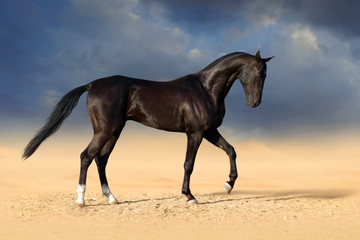 Fototapeta na wymiar Beautiful black achal teke stallion horse in desert