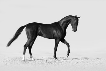 Beautiful black achal teke stallion horse in desert