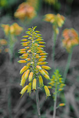 gr&uuml;n orange gelbe Tropenpflanze