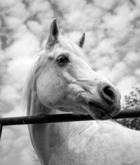 Beautiful white Arabian horse in sepia with cloudy sky