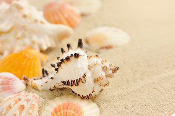 Sea shells on sandy beach