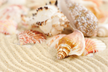 Sea shells on sandy beach
