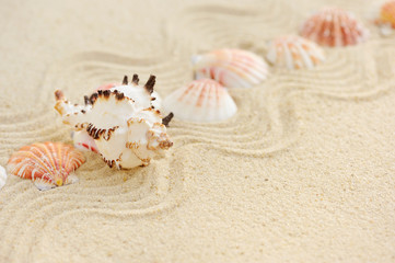 Fototapeta na wymiar Sea shells on sandy beach