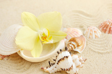 Orchid and seashells on sandy beach