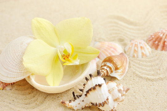 Fototapeta Orchid and seashells on sandy beach