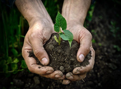 Farmer Hands Holding Young Plant With Soil