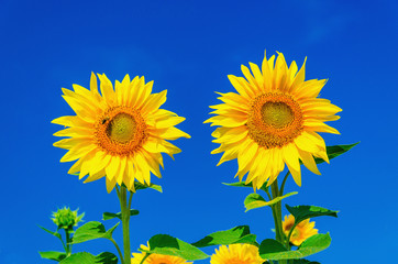 Two beautiful sunflowers and blue sky