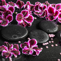 Obraz na płótnie Canvas beautiful spa still life of blooming dark purple geranium flower