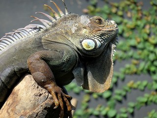 iguane