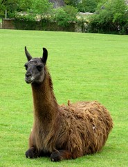 lama © CB94