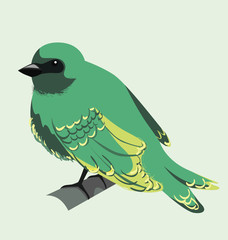 bird on isolated background