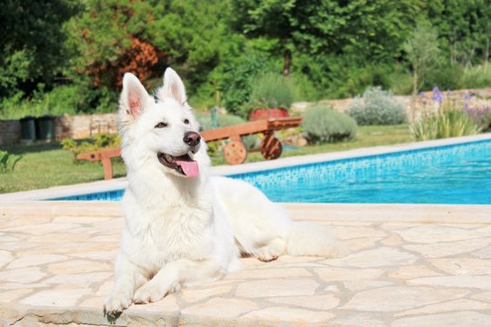 Hund am Pool