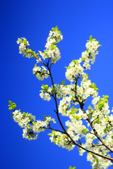 spring blossoming  of tree of plum and blue sky