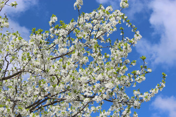 Blossoming tree of plum and blue sky