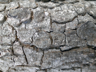 Tree bark texture