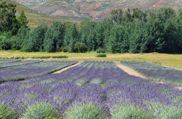 Naklejka na ściany i meble Lavender field in South Africa