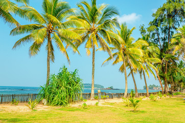 Amazing sandy beach with coconut palm 