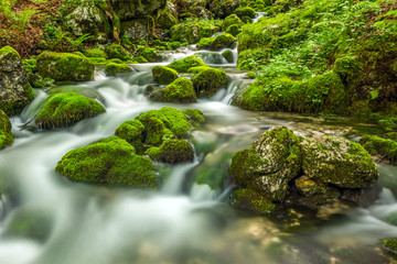 Forest creek and rocks covered with moss