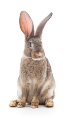 Fototapeta premium Baby rabbit.