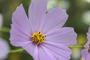 Fototapeta premium Schmuckkörbchen