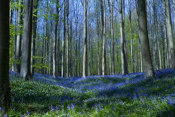 Bluebell flowers in Halle Forest, a mystical forest in Belgium.